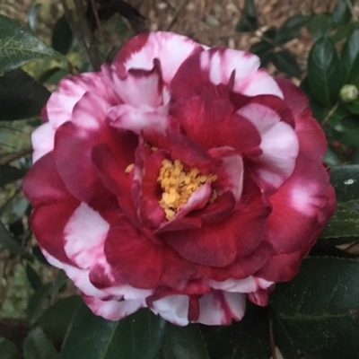 Dixie Knight Variegated